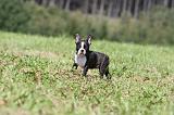 BOSTON TERRIER 113